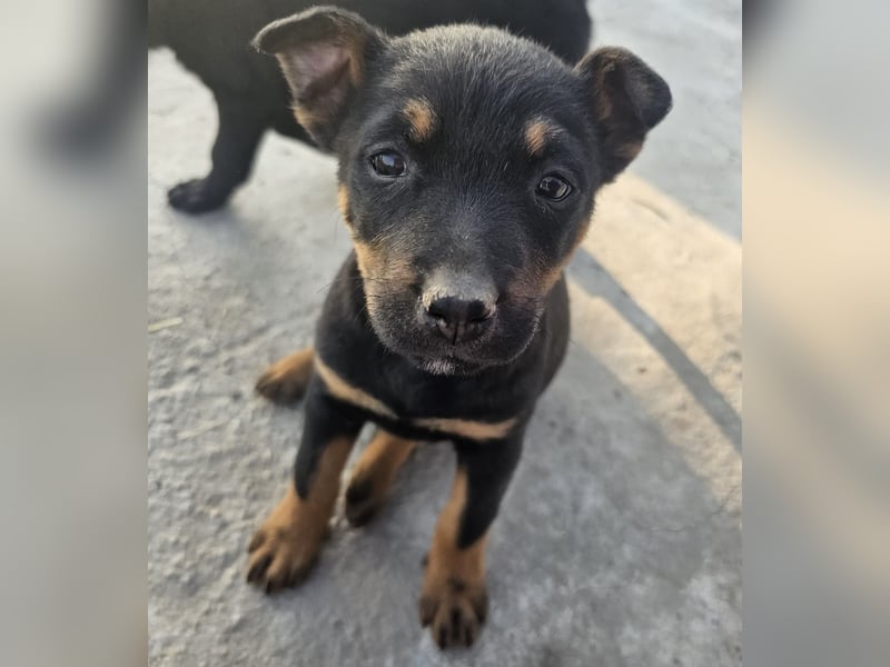 Welpenmädchen Dina sucht Körbchen (D/CH/LUX)