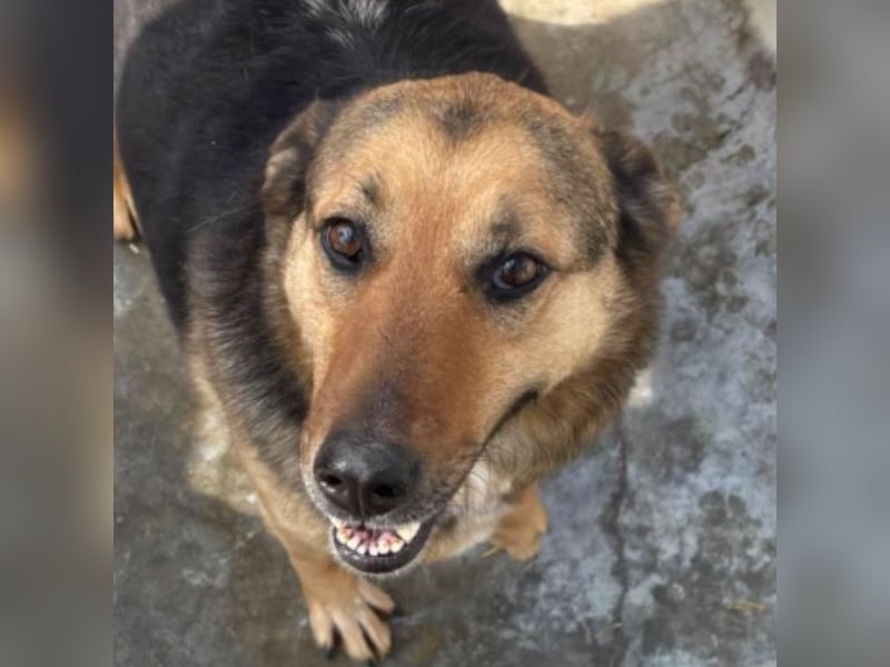 Randy - tolle Senioren- oder Familienhündin