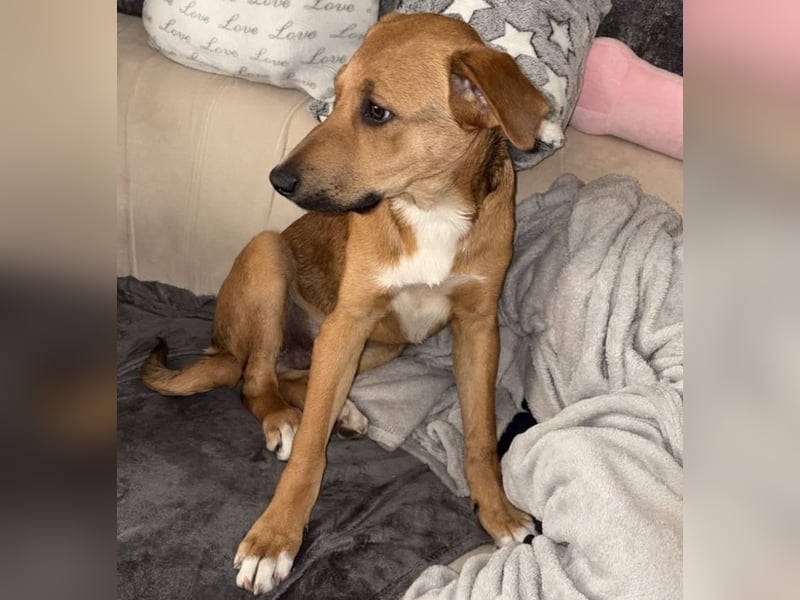 Welpenbub Aury - in 25704 Meldorf