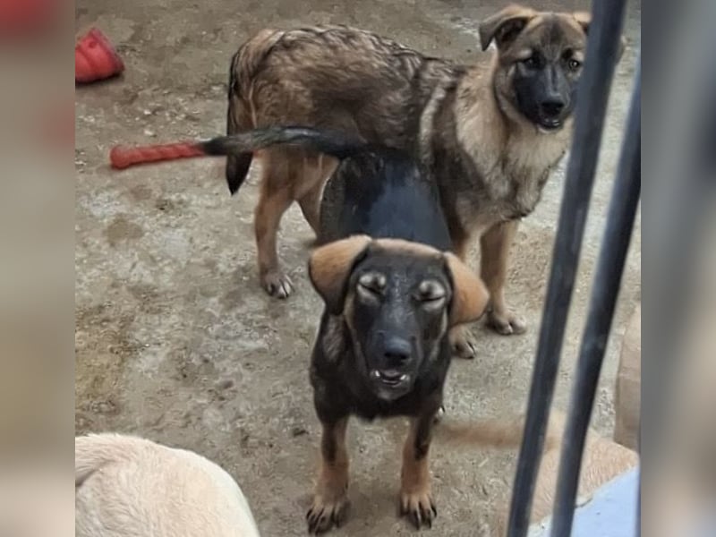 Welpenmädchen Nairobi wünscht sich eine Familie