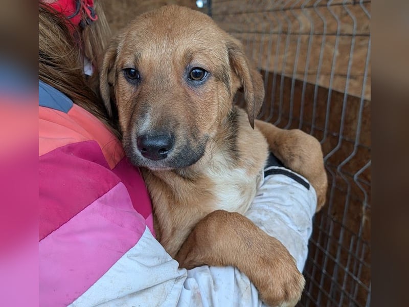 Welpenbub Aury - in 25704 Meldorf