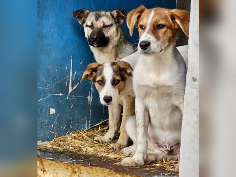 Nalani - Welpenmädchen aus der Tötung sucht Liebe!