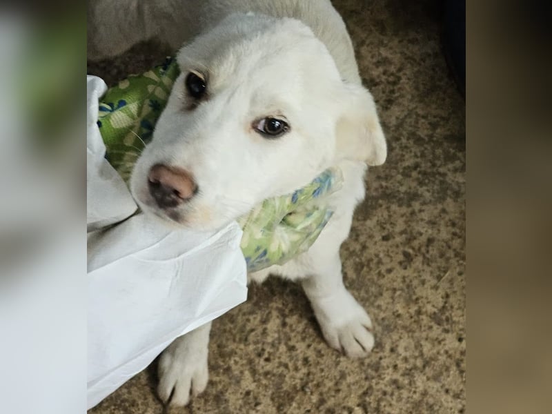 Welpenmädchen Kerry sucht Familie