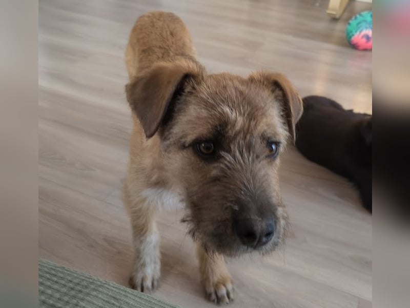 Welpenbub Little Paw (jetzt Tavi)