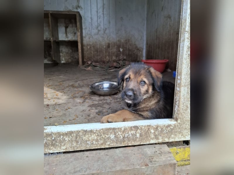Bluey - auf der Suche nach seiner Familie