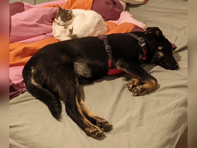 Welpe Leia - kennt Hunde, Katzen, Kinder (Vermittlung D/ LUX/ CH)