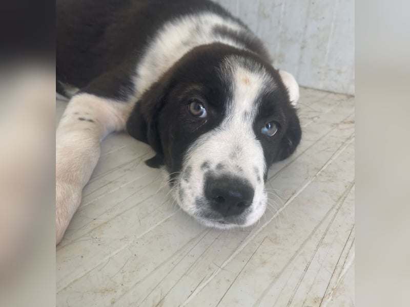 Cassie - freundlich, sanft, liebevoll, verspielt