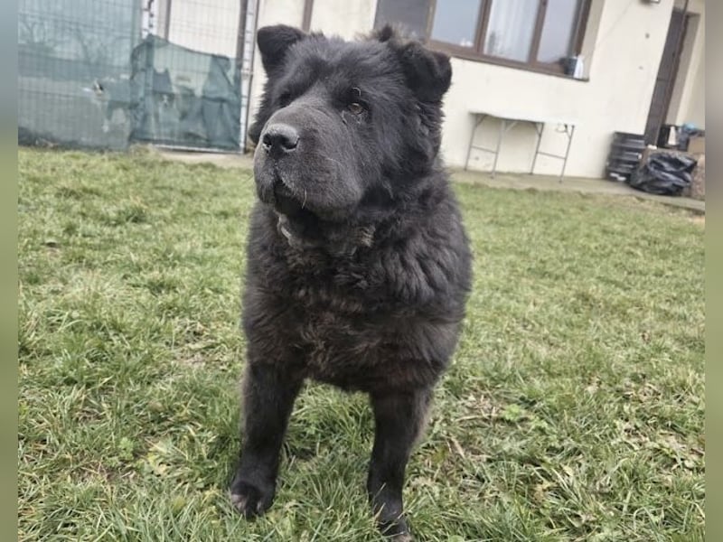 Chow-Mix-Terra - lieb, menschenbezogen, unkompliziert