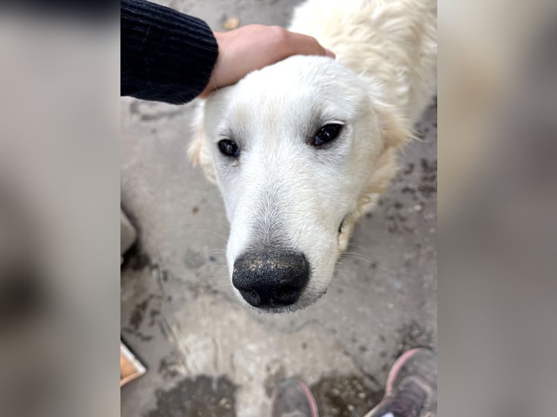 Anouk - scheu, super verträglich mit anderen Hunden
