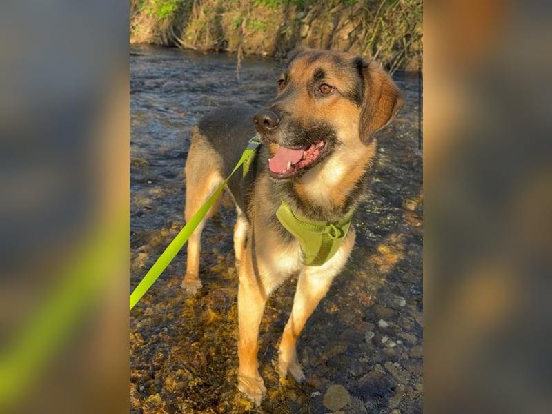 Lieber Schäfi-Mix Loki in 60437 Frankfurt