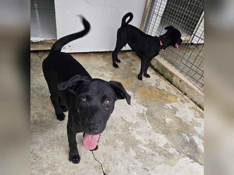 Welpe Blacky - wer gibt einem schwarzen Welpen eine Chance?