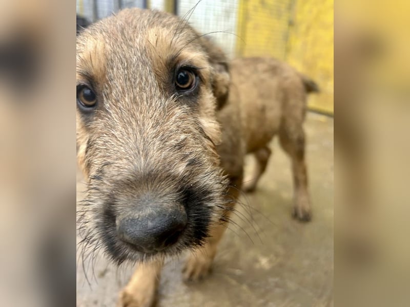 Bluey - auf der Suche nach seiner Familie