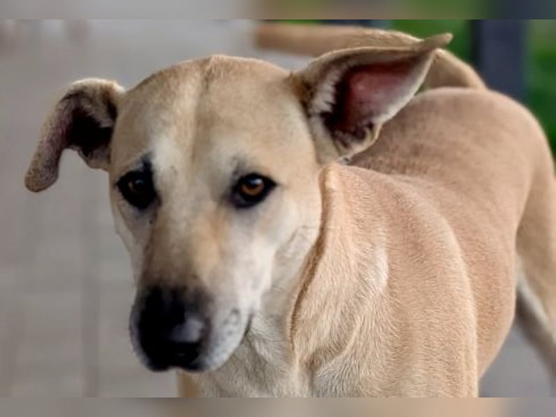 Leni - sehr lieb + sanft