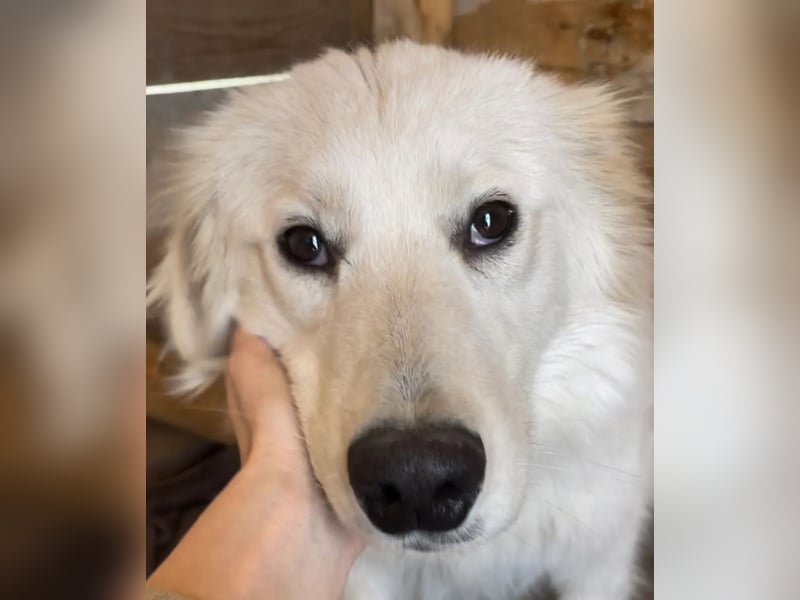 Anouk - scheu, super verträglich mit anderen Hunden