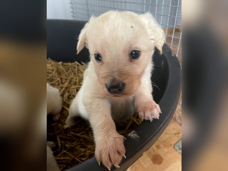 Anouk - scheu, super verträglich mit anderen Hunden