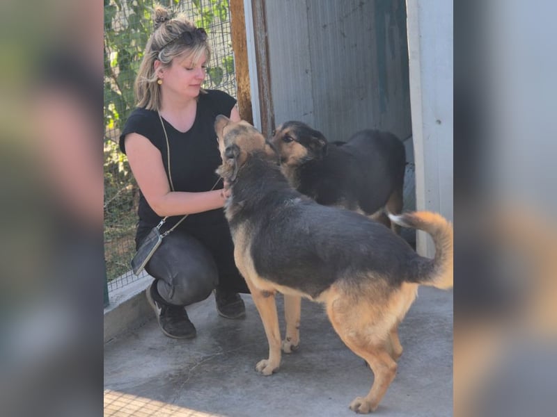 Raya - wartet seit 8 Jahren im Tierheim 