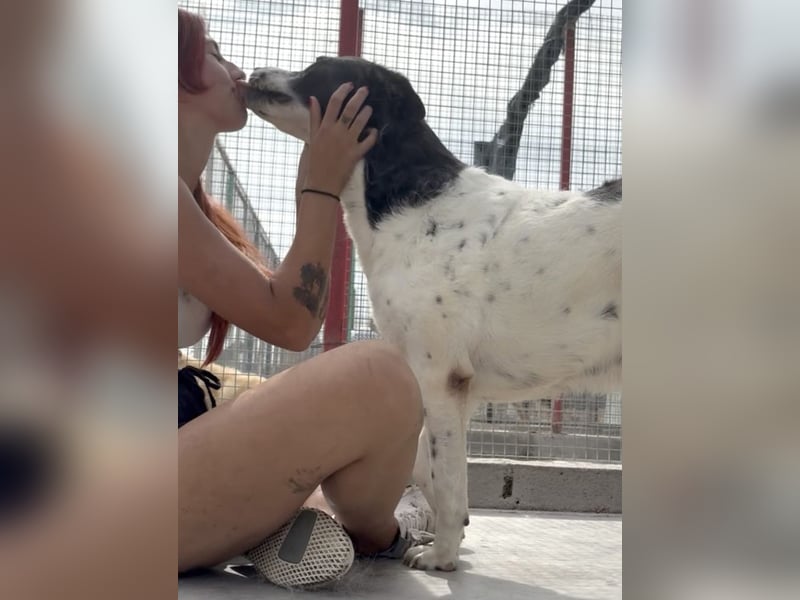 Akira - 4 Jahre, lieb, verschmust, freundlich, verträglich mit Artgenossen