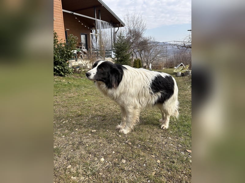 Liebe Tessa sucht ein Zuhause mit Mama Ria (D/ LUX/ CH)