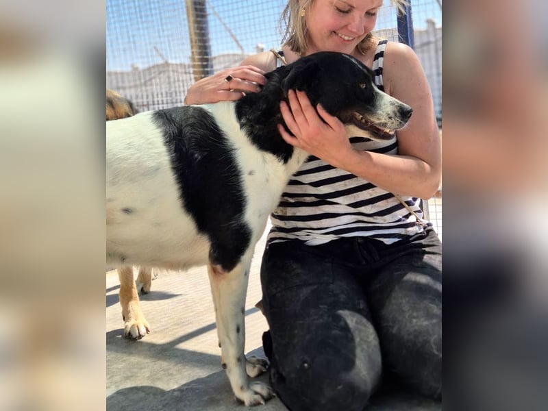 Akira - 4 Jahre, lieb, verschmust, freundlich, verträglich mit Artgenossen