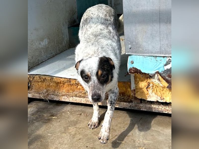 Rasty - schüchterner, 3-jähriger, lieber Rüde sucht ruhiges Zuhause