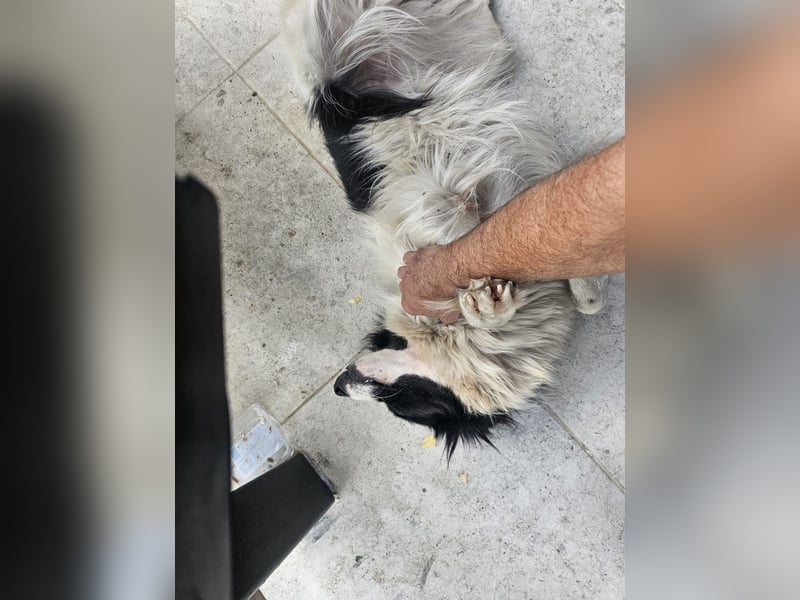 Liebe Tessa sucht ein Zuhause mit Mama Ria (D/ LUX/ CH)