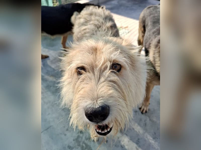 Juline - schüchterner Wuschel