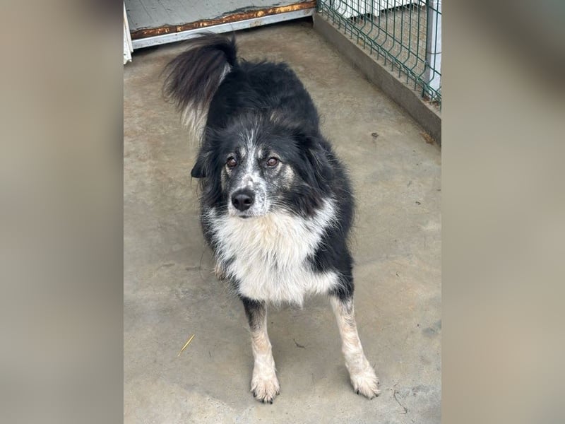 Ruhige Seele Angel sucht ihr Zuhause (D/CH/LUX)