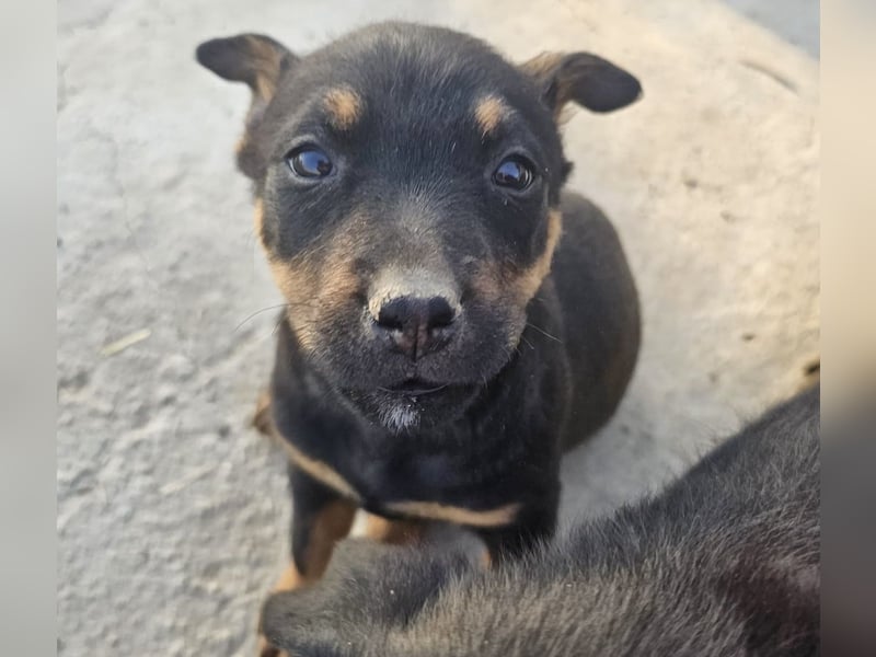 Welpenmädchen Dina sucht Körbchen (D/CH/LUX)
