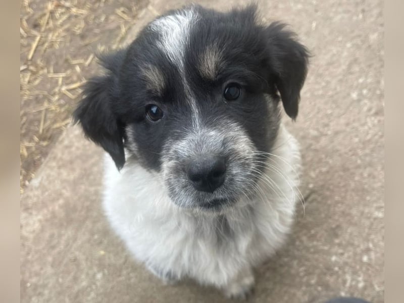 Welpenmädchen Phoebe sucht ihre Familie!