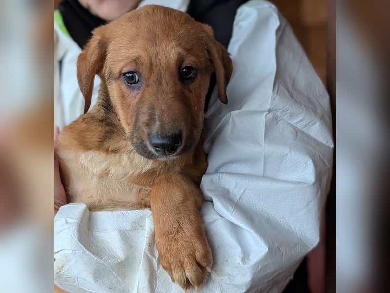 Welpenbub Aury - in 25704 Meldorf