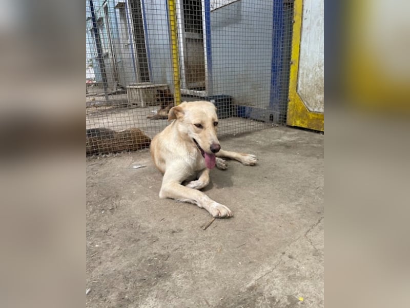 Nola - liebevolle Mama sucht ein Zuhause