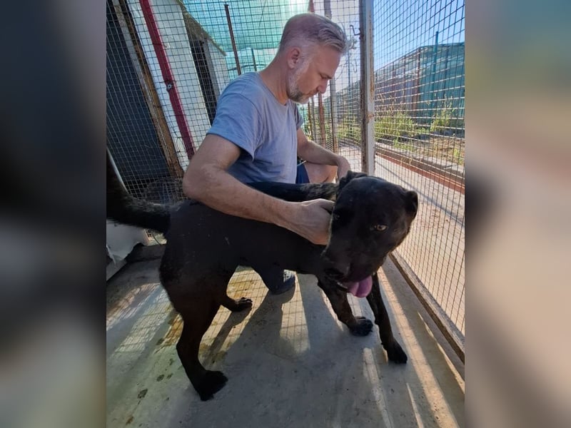 Paula - verschmuster Cane Corso-Mix