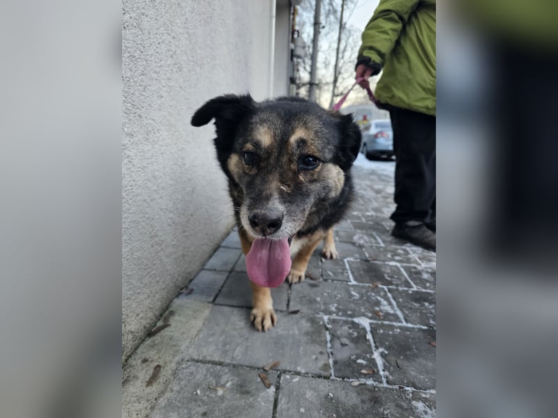 Kiruna sucht endlich ihr Körbchen