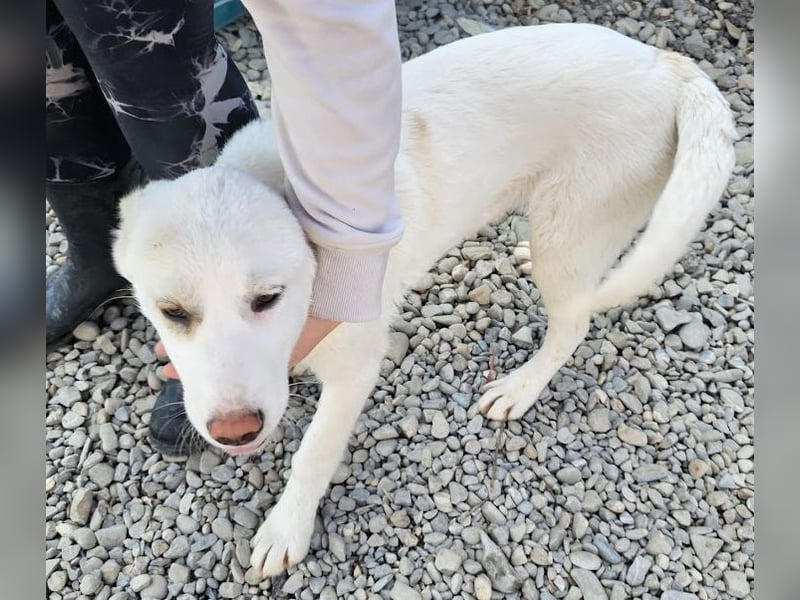 Welpenmädchen Kerry sucht Familie