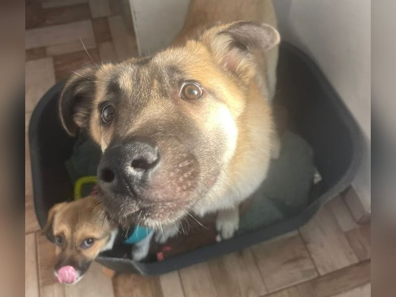 Welpe Samir - angefahren und zurückgelassen