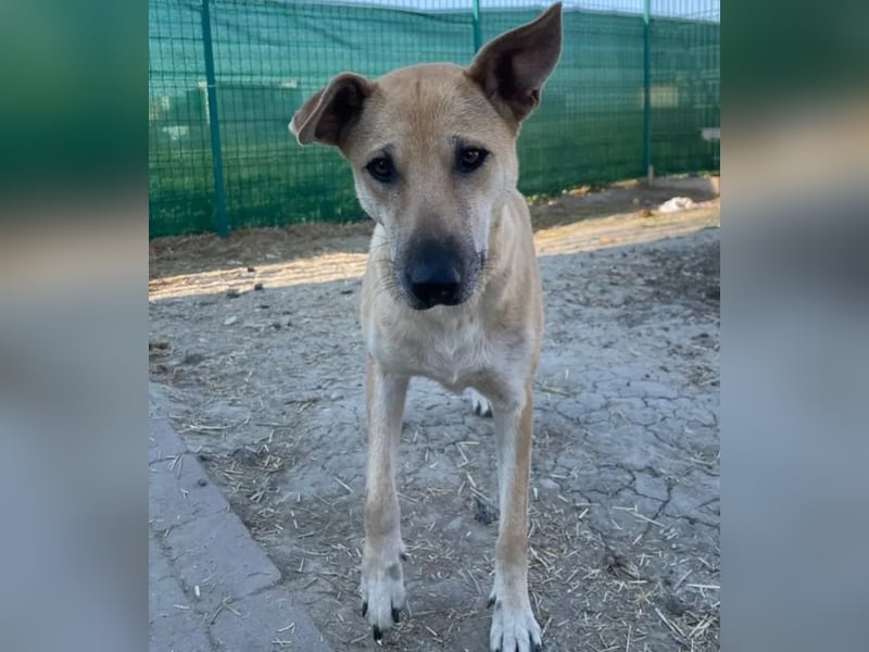 Leni - sehr lieb + sanft