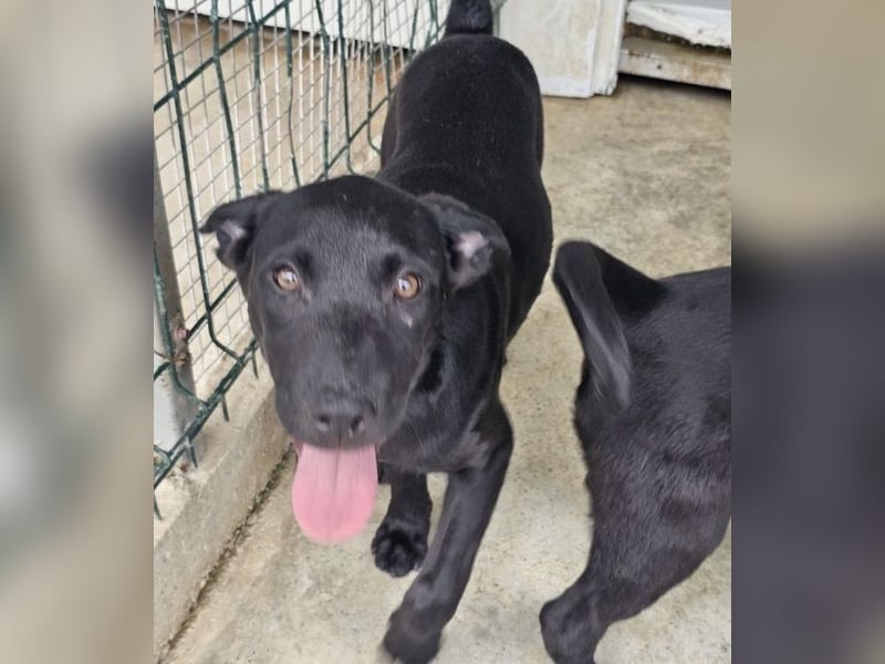Welpe Blacky - wer gibt einem schwarzen Welpen eine Chance?