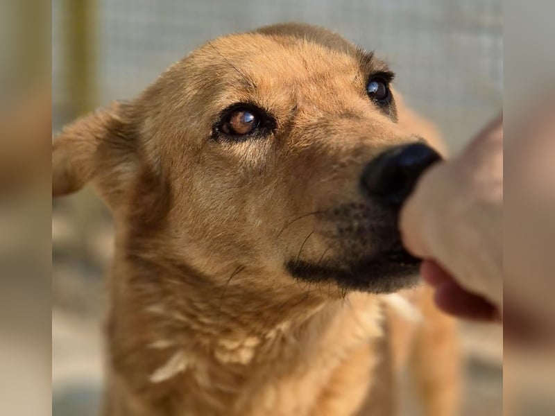 Sienna - schöne Hündin mit viel Potenzial sucht Zuhause (D/ CH/ LUX)
