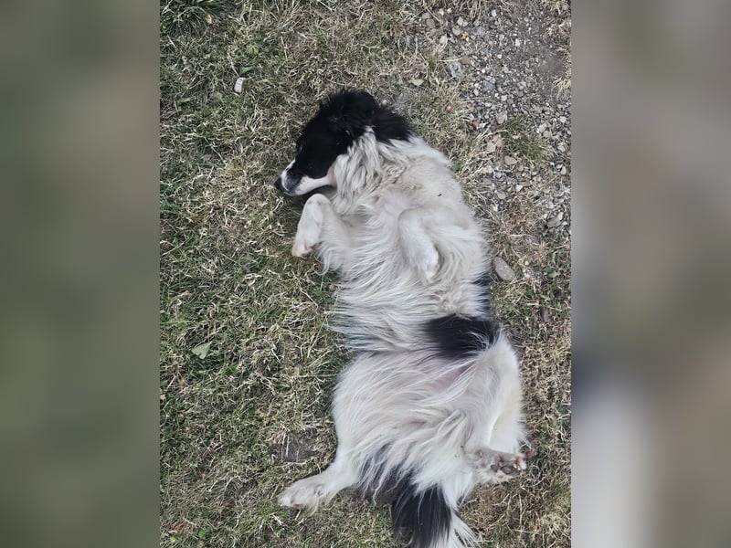 Liebe Tessa sucht ein Zuhause mit Mama Ria (D/ LUX/ CH)