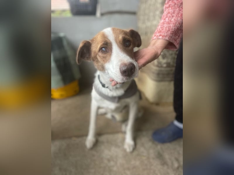 Babette - 3-jährige, liebe, sanfte Hündin mit Diabetes