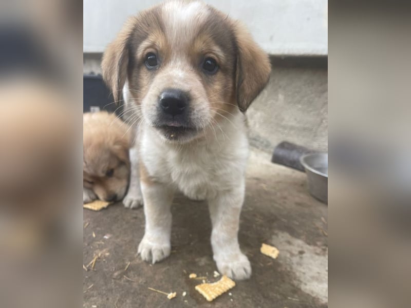 Nuggets - Kleiner Entdecker