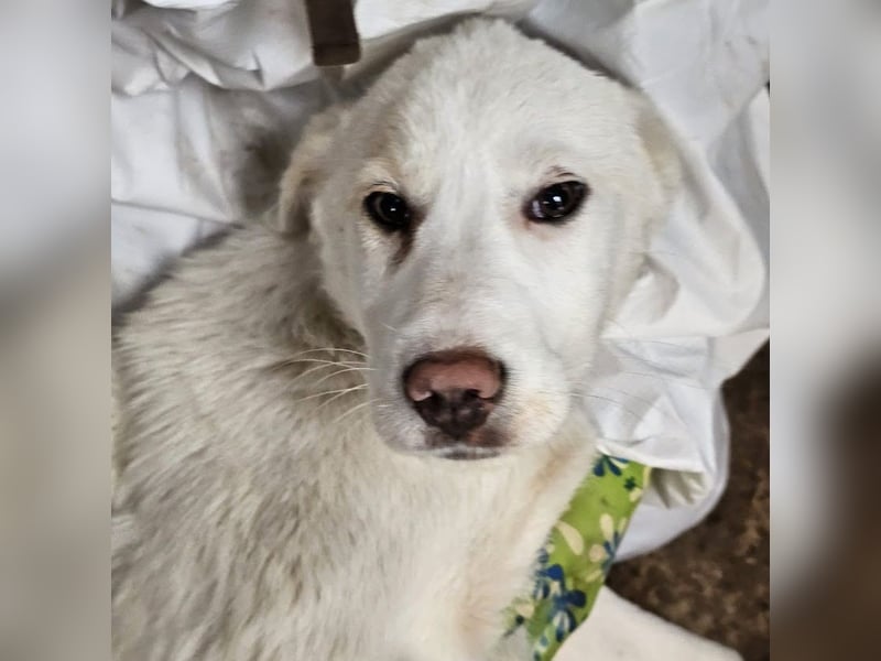 Welpenmädchen Kerry sucht Familie