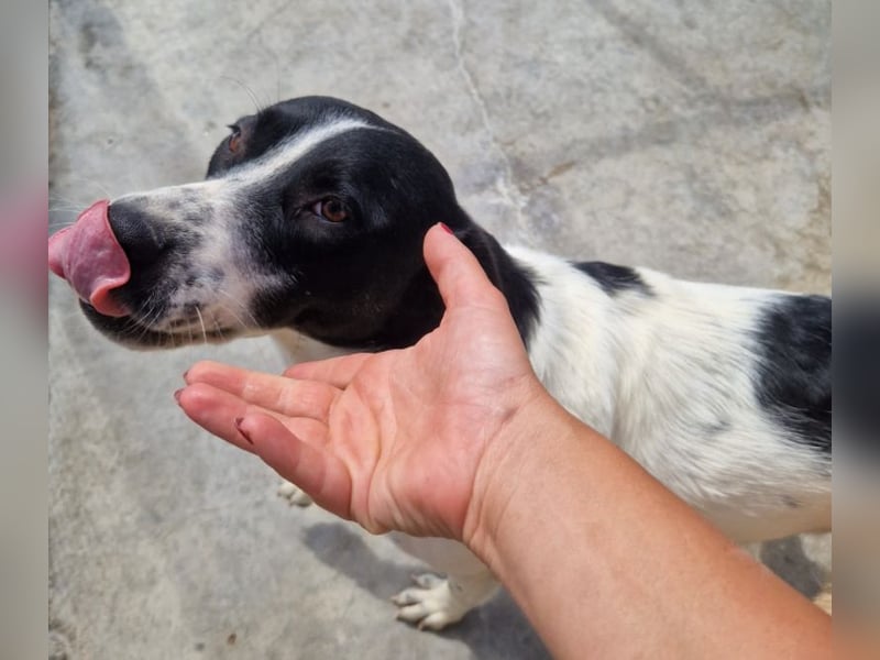 Akira - 4 Jahre, lieb, verschmust, freundlich, verträglich mit Artgenossen