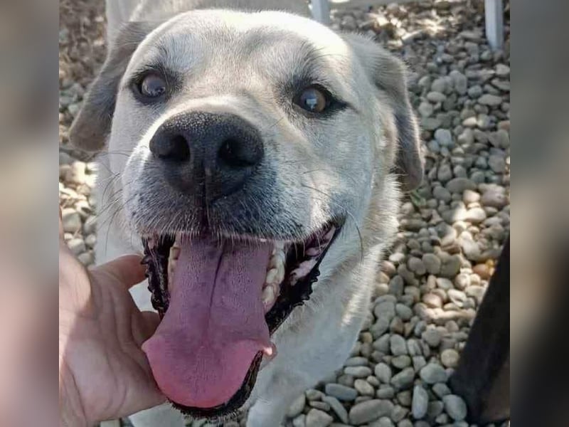 Max - seeehr verschmust u. lieb!