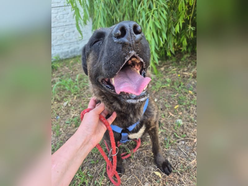 Paula - verschmuster Cane Corso-Mix