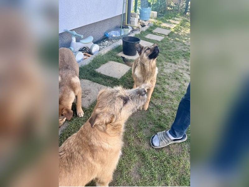 Welpenbub Little Paw (jetzt Tavi)