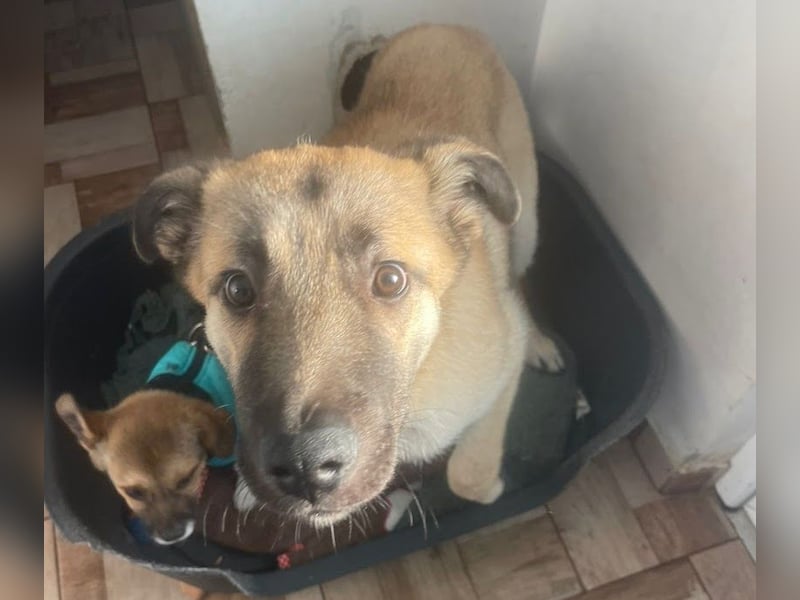 Welpe Samir - angefahren und zurückgelassen