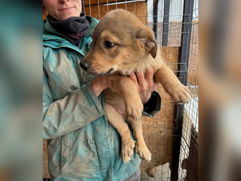 Welpe Thiago - sensibel und sanft - sucht dringend ein Zuhause