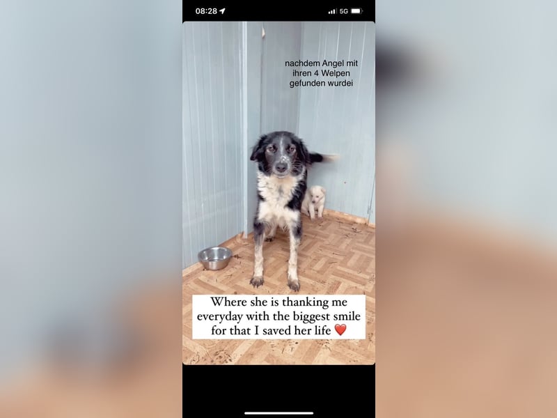 Ruhige Seele Angel sucht ihr Zuhause (D/CH/LUX)