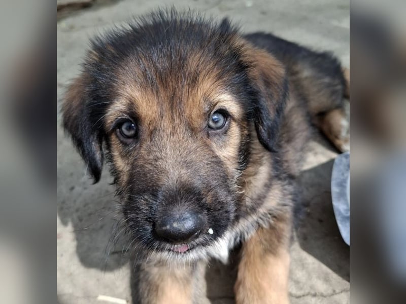 Bluey - auf der Suche nach seiner Familie